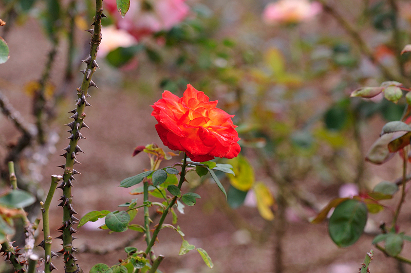 image0174