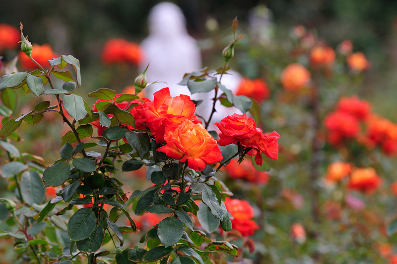 image0175