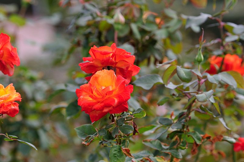 image0176