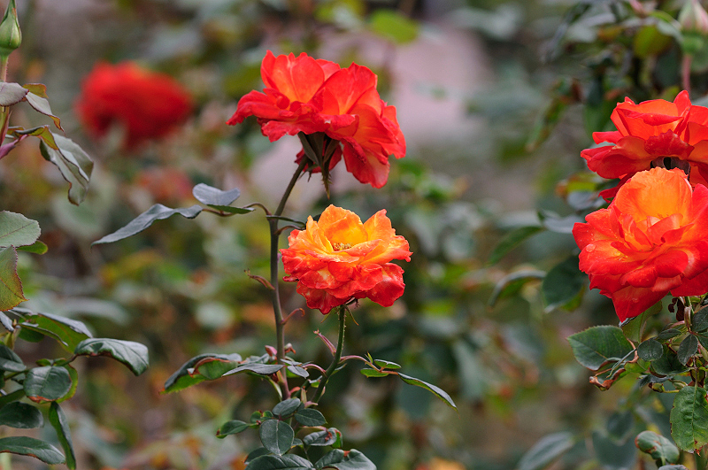 image0177