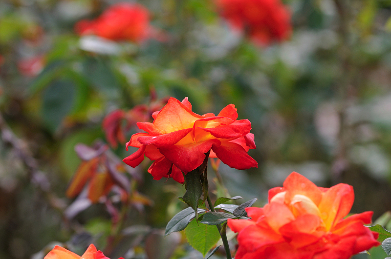 image0181