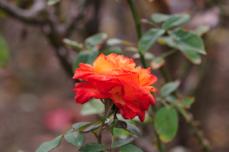 image0182