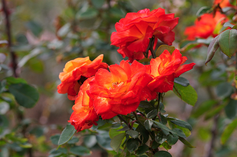 image0183