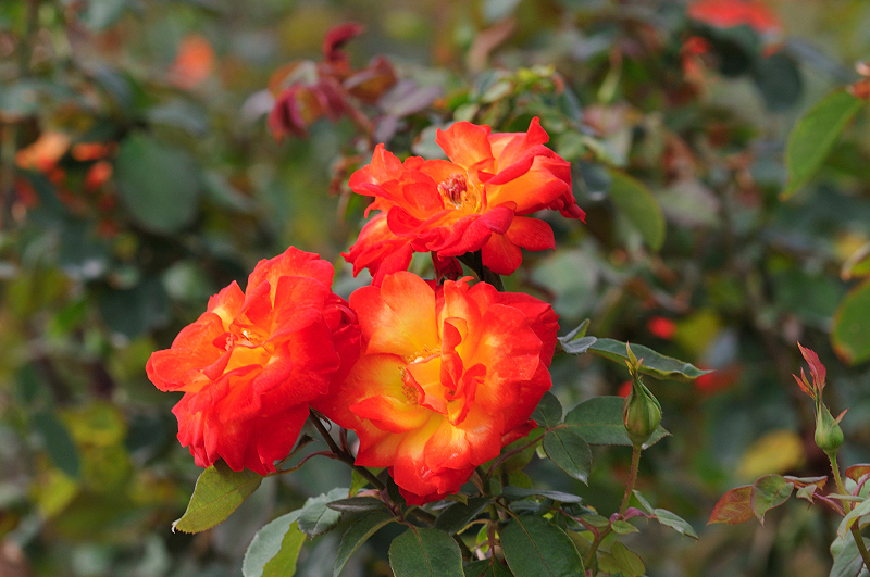 image0184