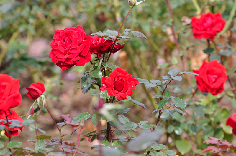 image0192