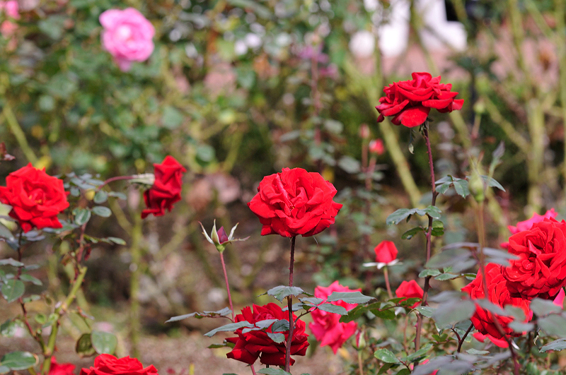 image0193