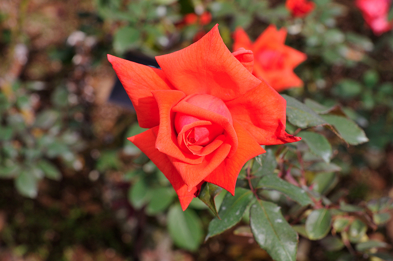 image0198