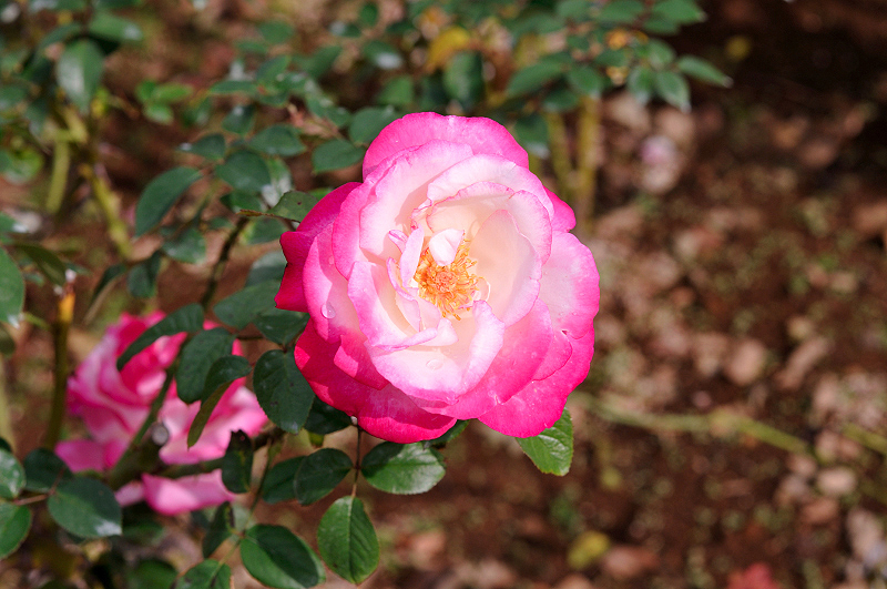 image0199