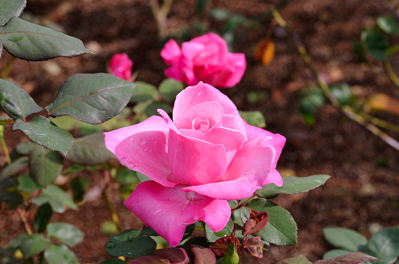 image0205
