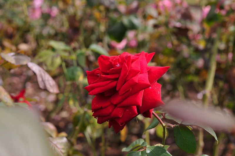 image0206