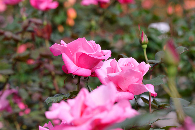 image0208