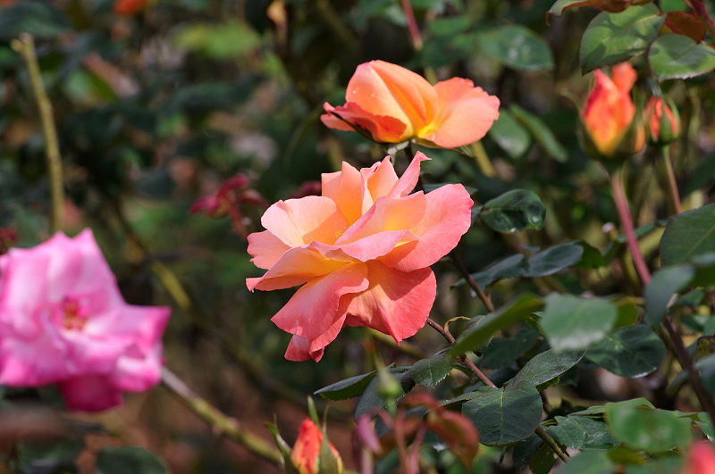 image0209