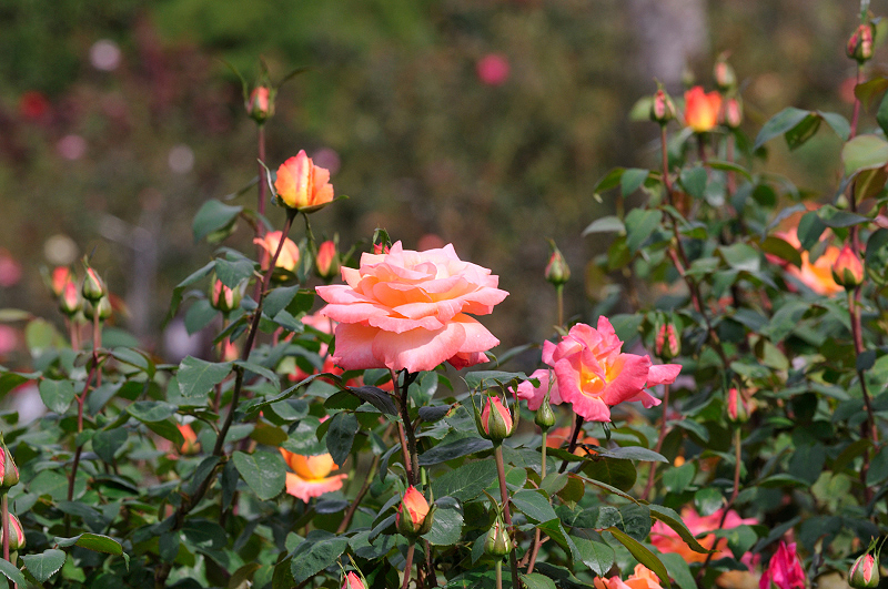 image0210