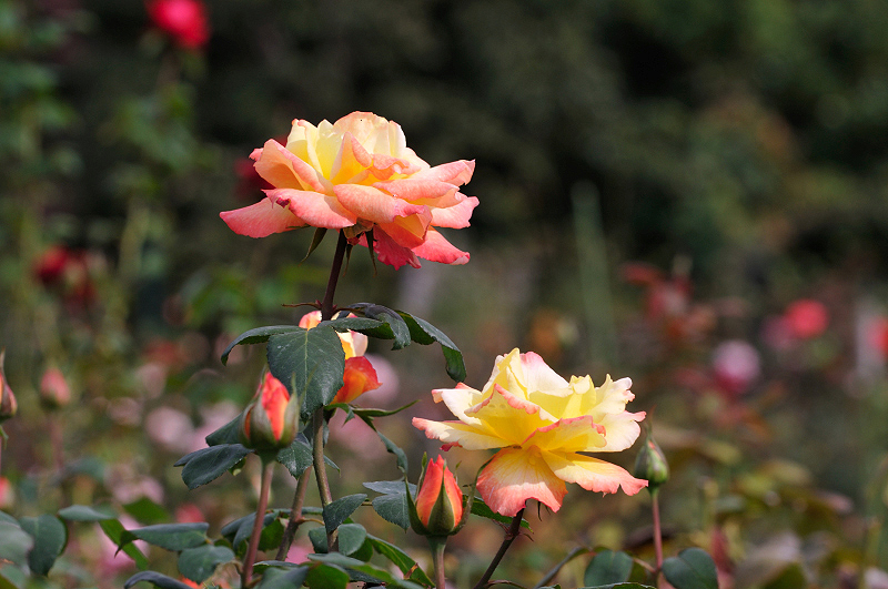 image0211