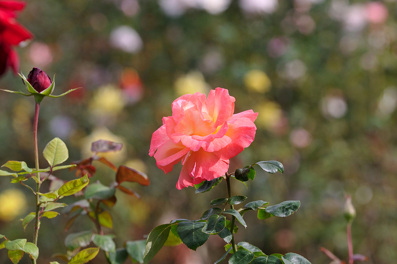 image0212