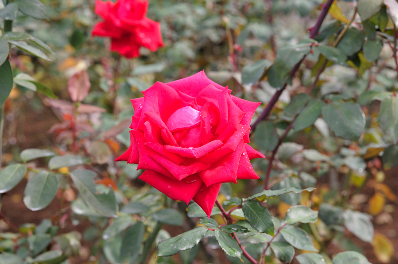 image0218