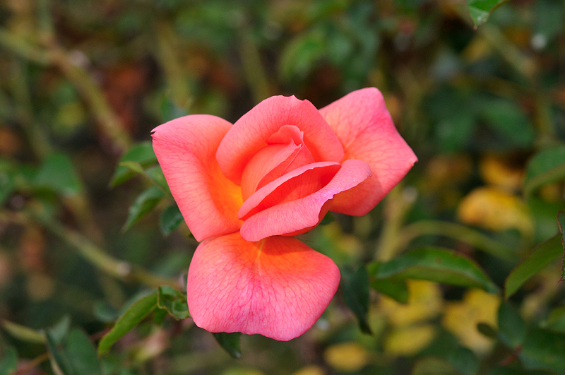 image0223