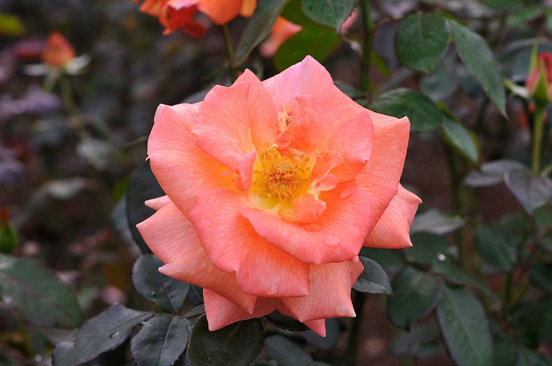 image0225