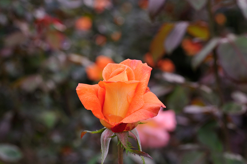 image0226