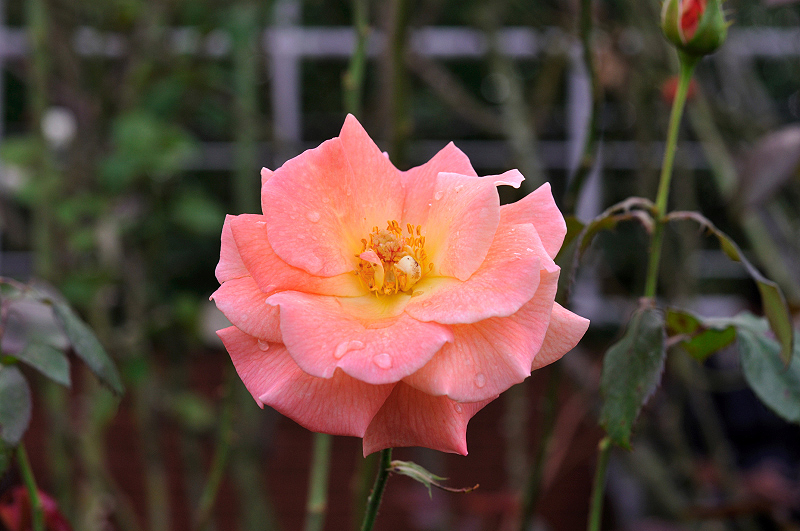 image0227