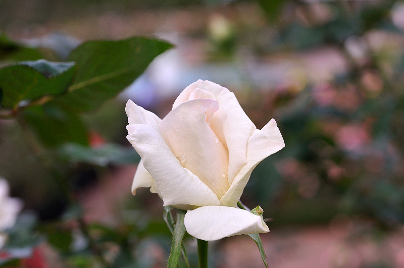image0228