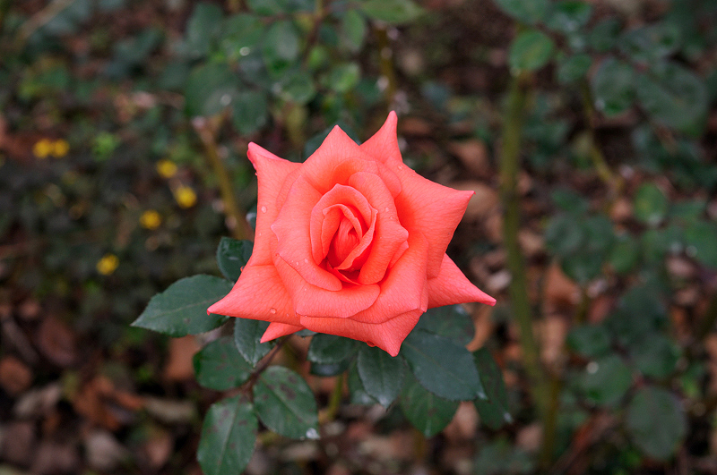 image0229