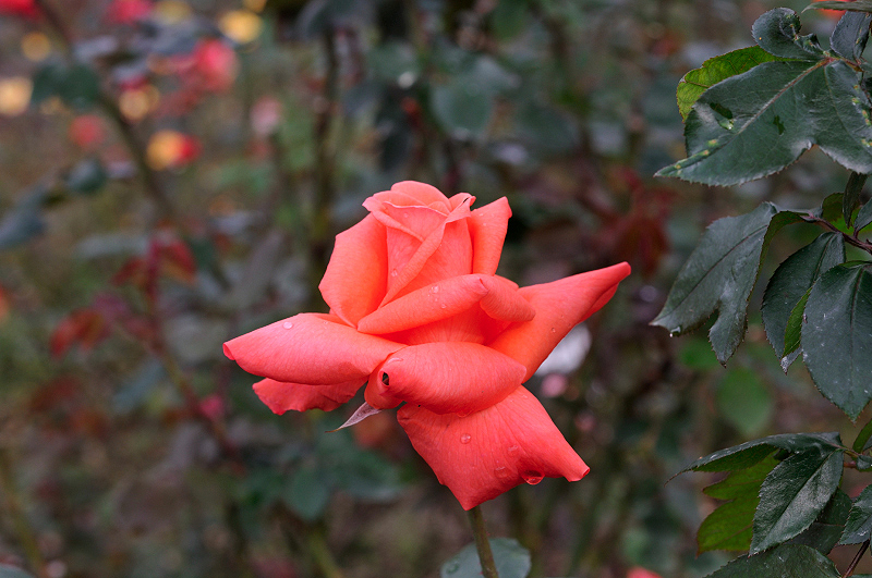 image0230