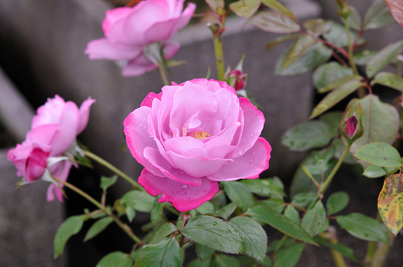 image0232