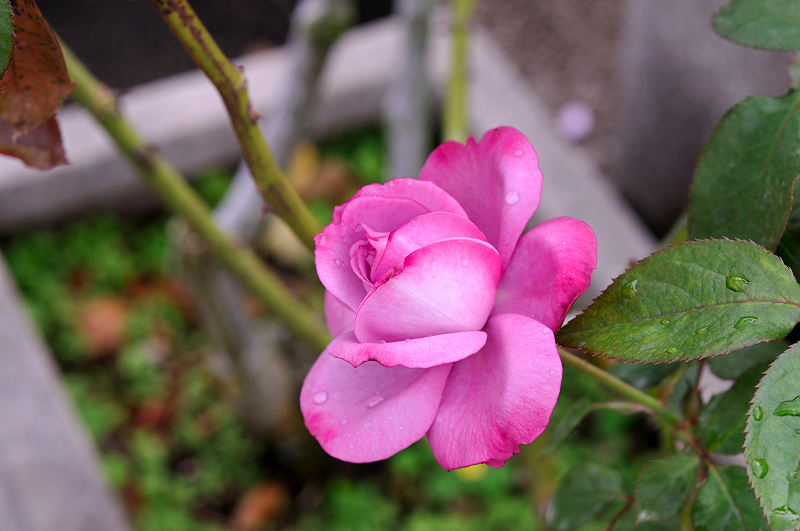 image0233
