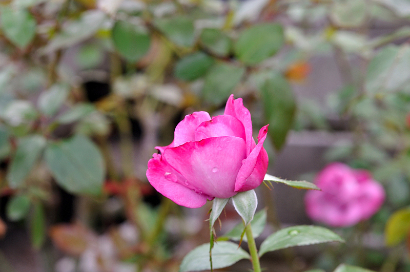 image0236