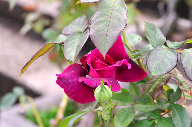 image0237