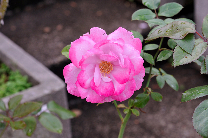 image0238