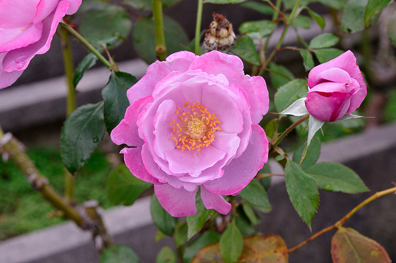 image0239