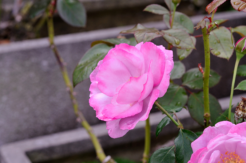 image0240