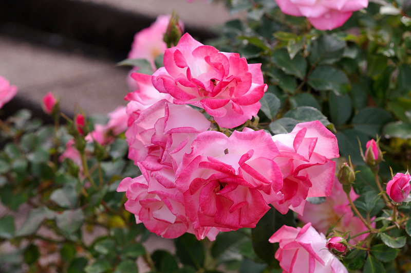 image0242