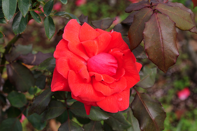 image0244