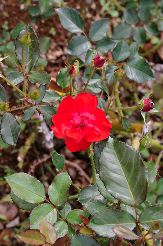 image0246