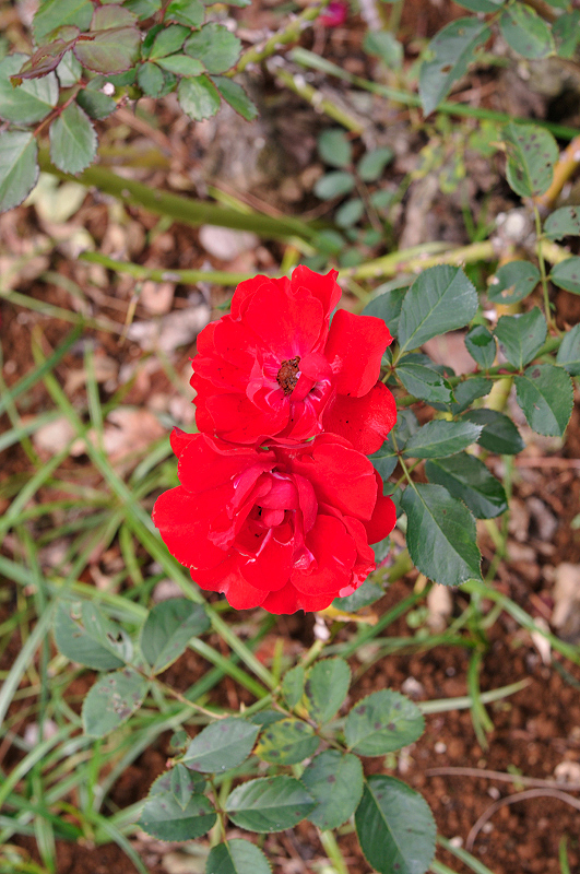 image0247