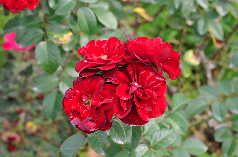 image0249