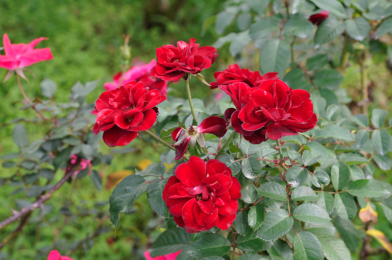 image0250