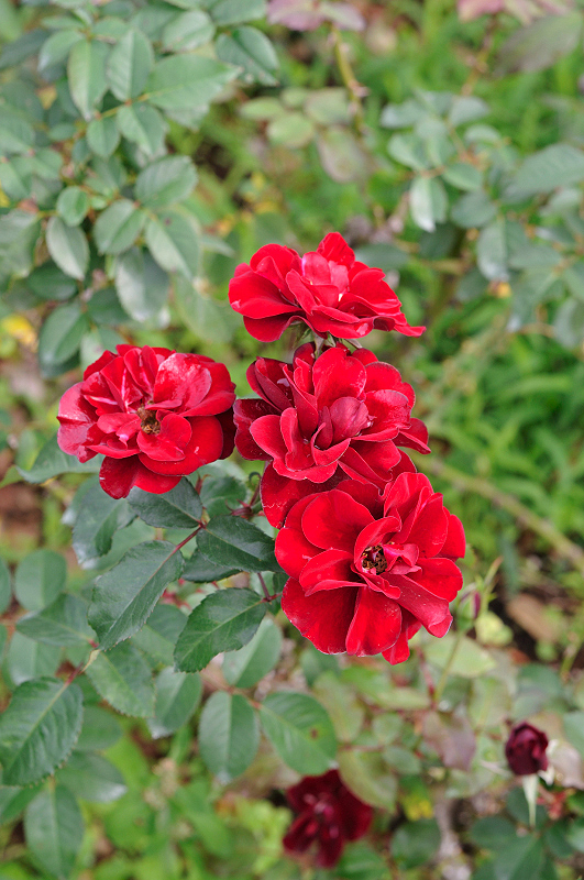image0251