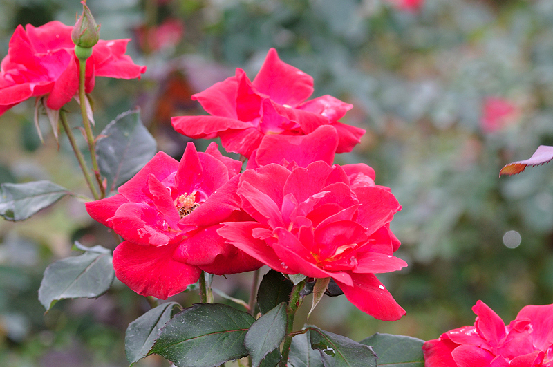 image0256