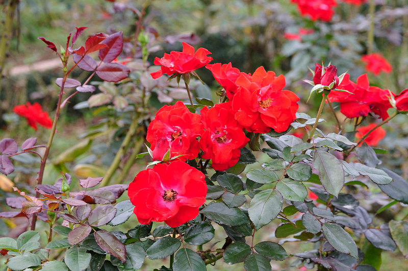 image0257