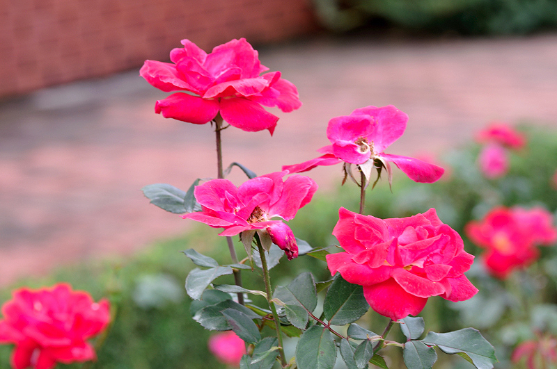 image0259
