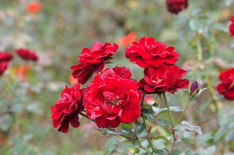 image0260