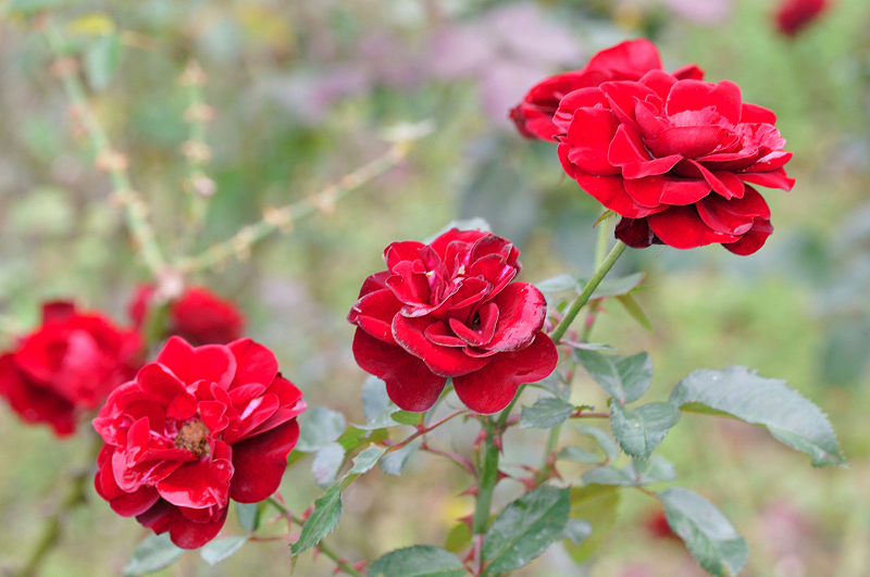 image0261