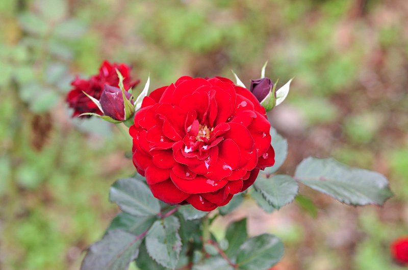 image0262