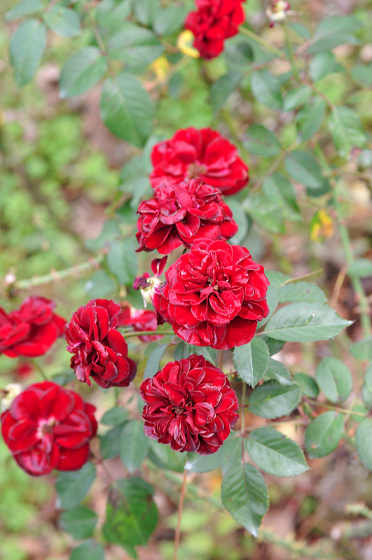 image0263