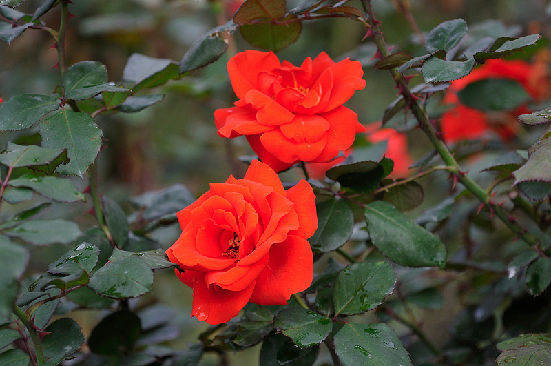 image0265