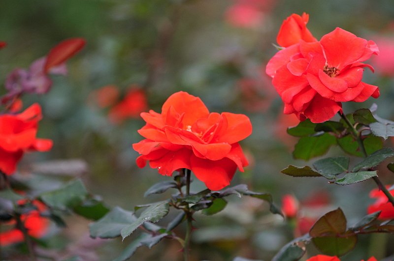 image0266